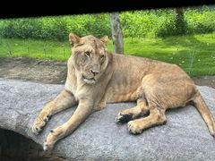 -北京野生动物园