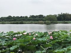 -荷塘月色湿地公园·向阳花洲