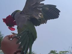 -灵玲国际马戏城
