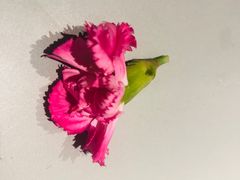 -煲宫猪肚鸡(昆山金鹰国际购物中心店)