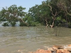 -宝安西湾红树林湿地公园