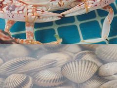 -三亚火车头万人海鲜广场