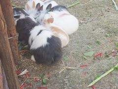 -乌村
