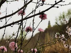 -渭南桃花源民俗文化园