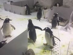 -大连圣亚海洋世界