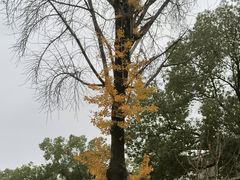 -南岳衡山风景名胜区-南岳大庙