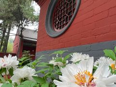 -洛阳白马寺