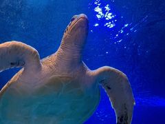 -太平洋海底世界