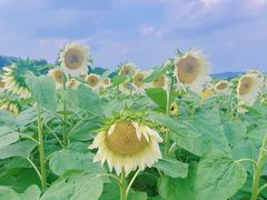 -径山花海