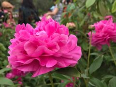 -广西壮族自治区药用植物园