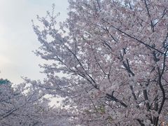 -高东镇樱花园