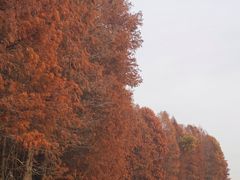 -上海海湾国家森林公园