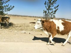 -库伦旗银沙湾旅游景区