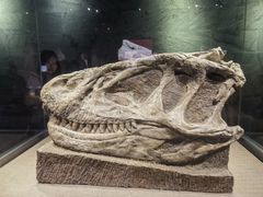 -自贡恐龙博物馆