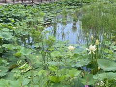 -莲花池公园