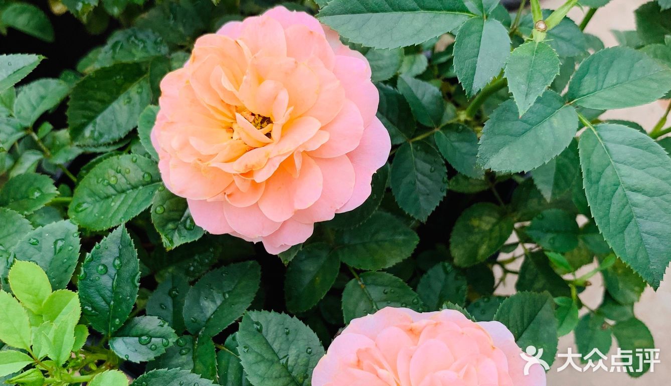 娇艳欲滴の夏日鲜花打卡地🌹