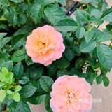 娇艳欲滴の夏日鲜花打卡地🌹