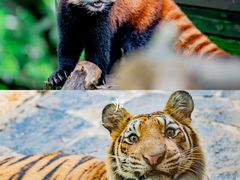 -云南野生动物园