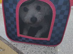 -爱侣宠医·鹦鹉专科·小型哺乳类·异宠专科(灵石路店)