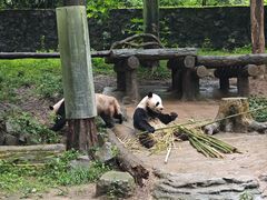 -都江堰中华大熊猫苑