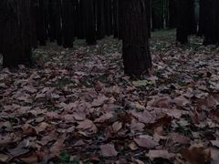 -上海共青森林公园