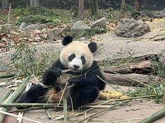 -都江堰中华大熊猫苑