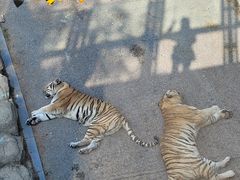 -大连森林动物园