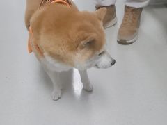 -中国农业大学动物医院
