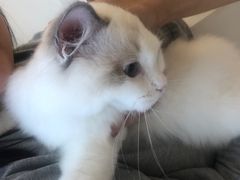 -momokira米努特·德文卷毛猫·棉花面纱犬