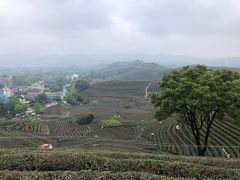 -龙坞茶村