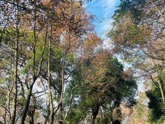 -广州市石门国家森林公园