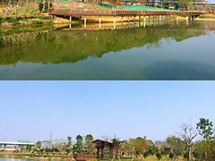 -王借岗森林公园