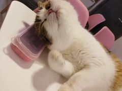-三花喵·撸猫购宠·宠物生活馆(虹桥南丰城店)