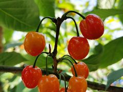 -樱桃山旅游景区