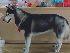 春杏-Husky Go! 哈士奇体验馆·宠物咖啡厅狗咖