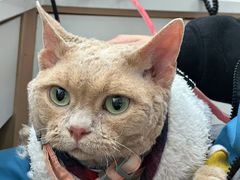 -瑞派蒂凯宠物医院·心脏科·口腔科·皮肤科