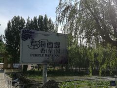 -紫海香堤香草艺术庄园