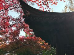 -秋霞圃