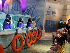 -帝企鹅自助餐厅•儿童岛•真企鹅(长隆企鹅酒店)