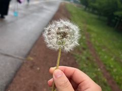 -空中草原