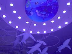 -烟台海昌鲸鲨海洋公园