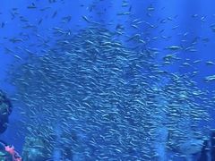 -海合安武汉极地海洋公园