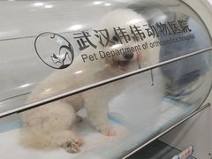 -伟伟宠物医院·CT影像中心·瑞派犬猫综合性门诊(汉口总院)