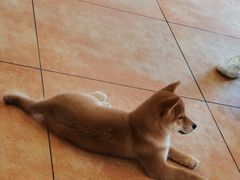 -more than meow吴止猫主题餐厅(承德 中船汇店)