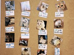 -楼上猫咖(罗湖店)
