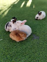 -萌宠亲子动物乐园(槐房万达店)