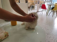 -柚子猫舍·精品猫舍购猫·猫咪认养·购宠·宠物店