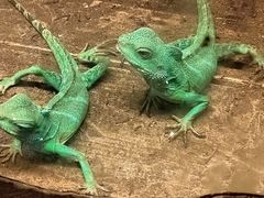 -上海大自然野生昆虫馆(东方明珠·爬宠昆虫探索中心)