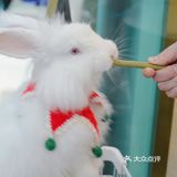 杭州探店🌈独特の兔子主题馆🐰瞬间满足少女心
