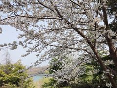 -樱花山风景区